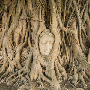 佛教菩提树图片