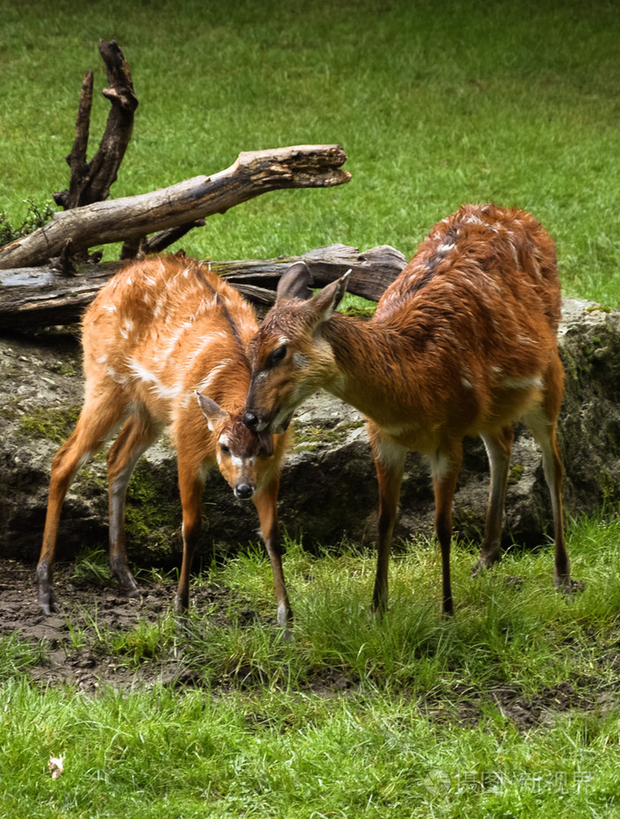 那只鹿舔幼崽的绿色背景