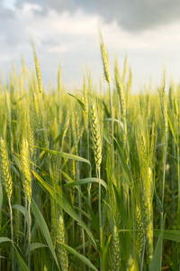 绿色小麦在戏剧性的天空下