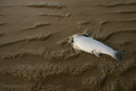 在沙滩上的死鱼