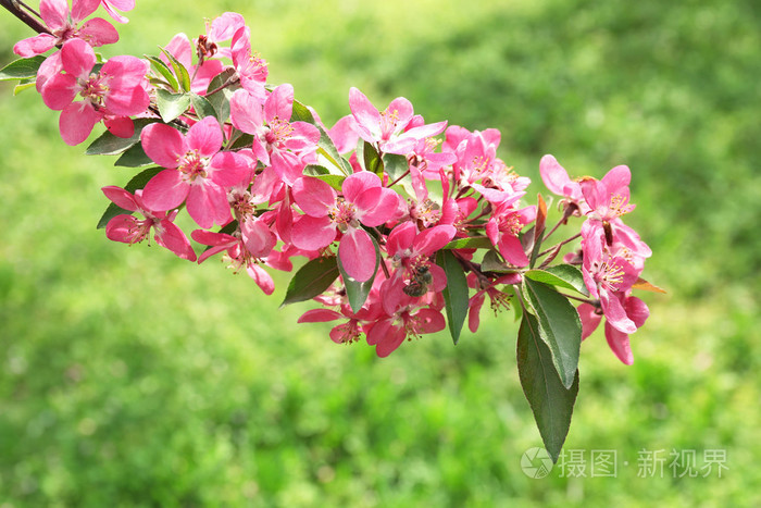 开花的树特写的分支