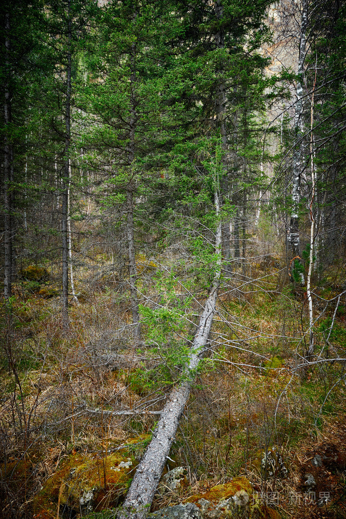 西伯利亚野生森林的荒原