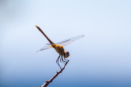 蜻蜓在枝上萨索斯岛岛