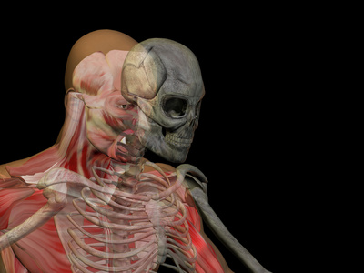 人类或男性 3d 解剖与骨骼