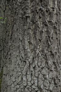 橡树的树皮背景纹理