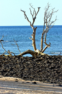 死树 andilana 海滩海藻在印度洋