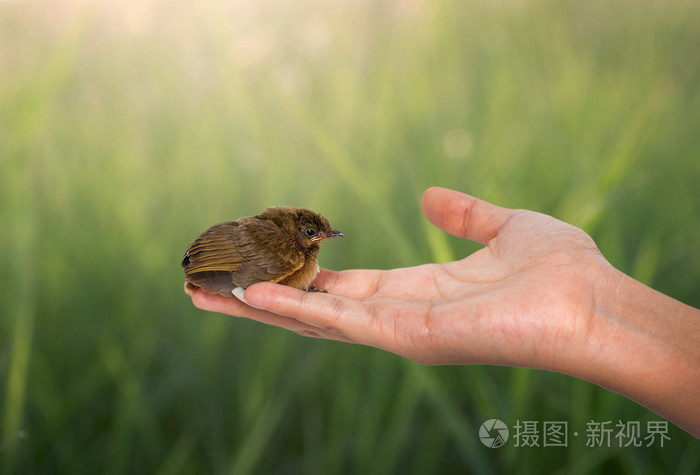 在女性手上的鸟