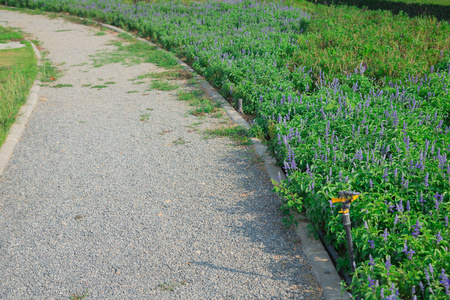 道路在美丽而色彩的花园