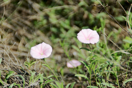 花不