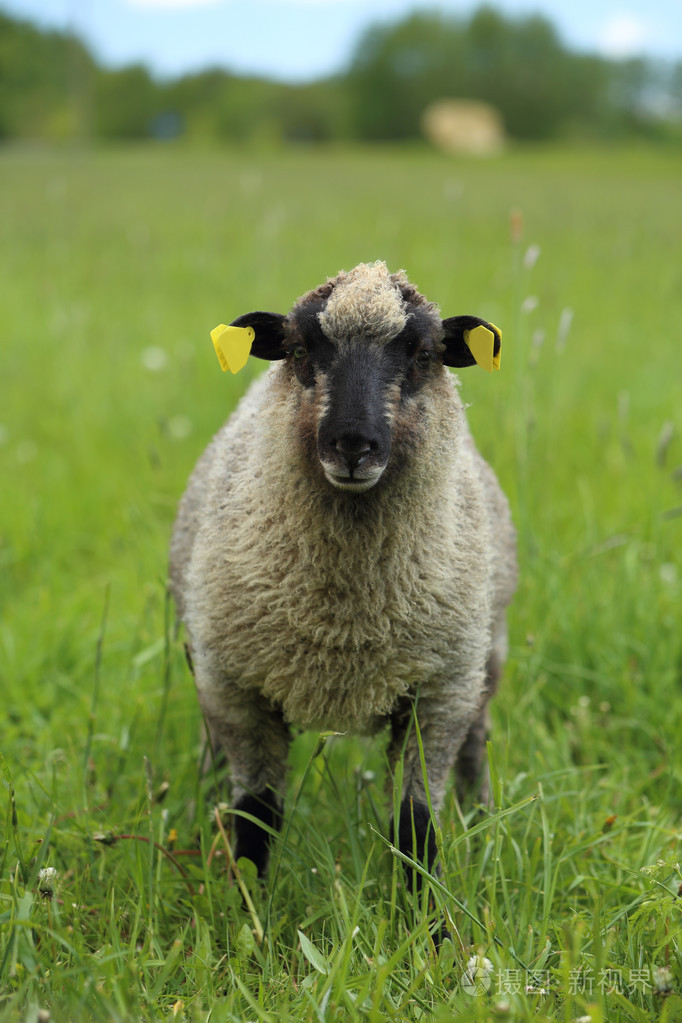 一只羊的肖像
