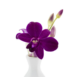 花紫色兰花在白色的花瓶