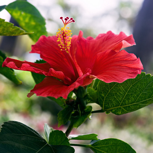 红芙蓉花关闭了单一个广场