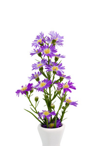 花束紫色菊花插在花瓶里