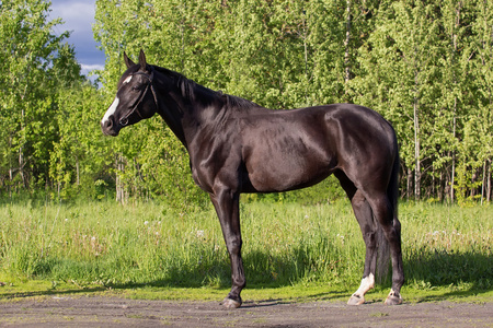 琼尼布琼尼马照片