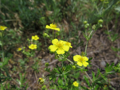 花不