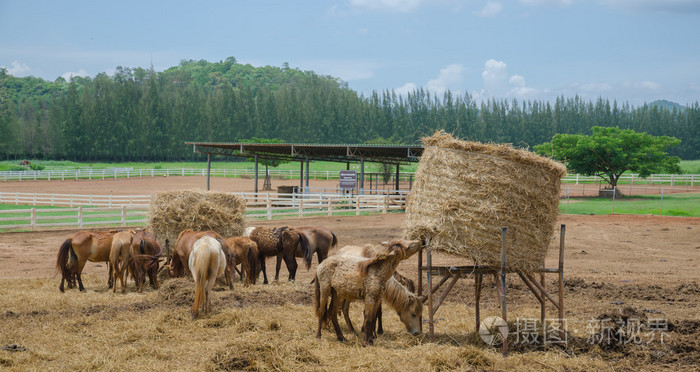 马马农场照片-正版商用图片1j6f67-摄图新视界