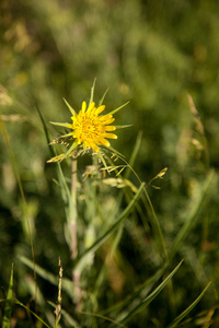 花不