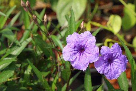 在公园的紫色芙蓉花