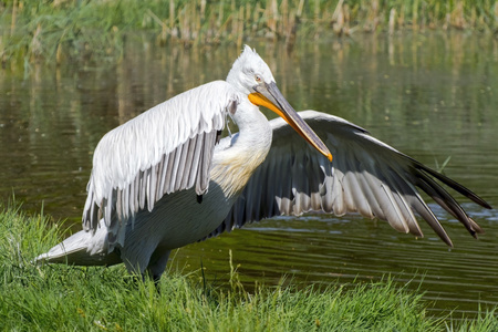 达尔马提亚电影Pelecanus crispus