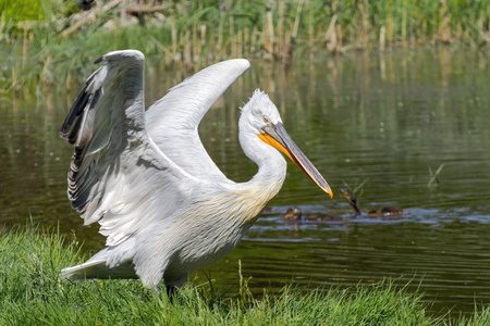 达尔马提亚电影Pelecanus crispus