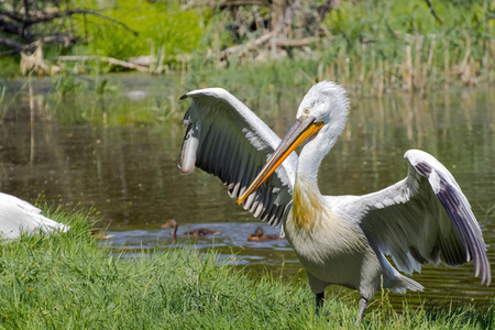 达尔马提亚电影Pelecanus crispus