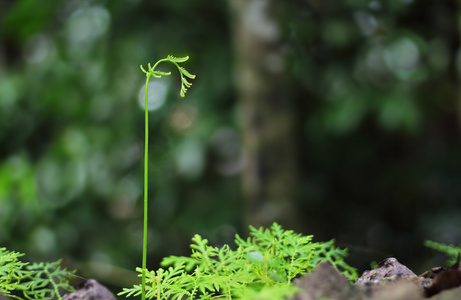 发芽植物