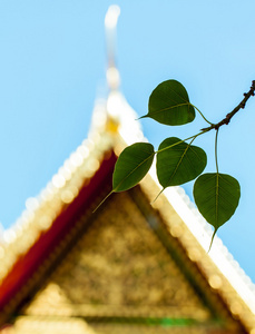 神圣的无花果树叶与寺背景