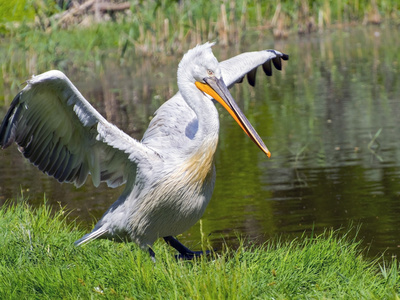 达尔马提亚电影Pelecanus crispus