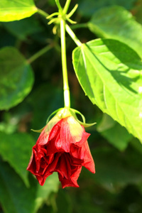 模糊的芙蓉花