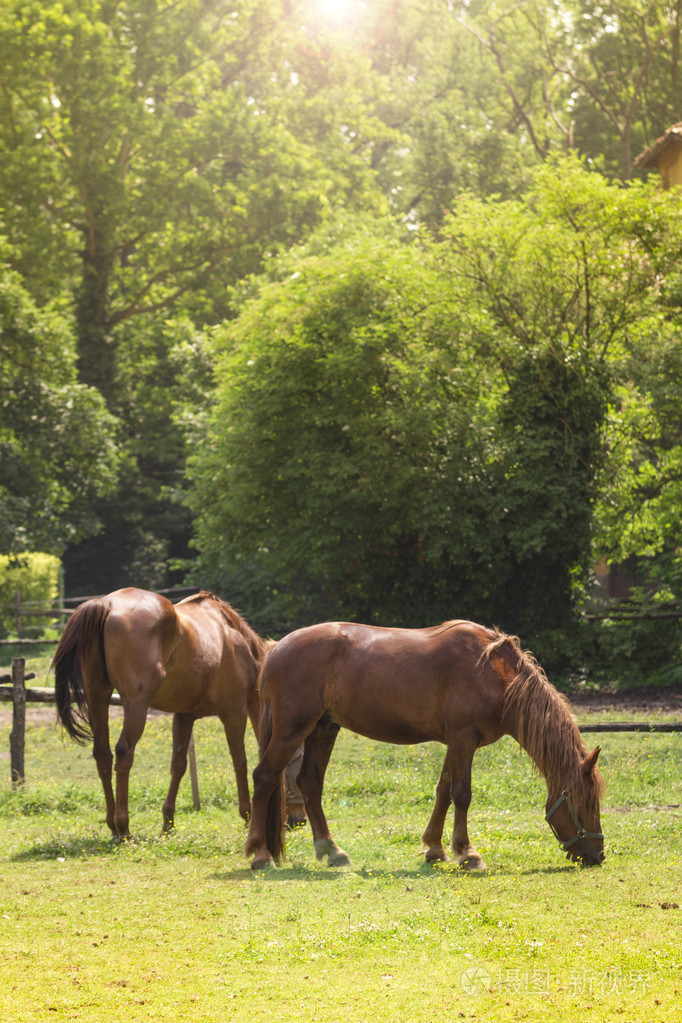 布朗的马吃草领域