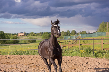 琼尼布琼尼马照片