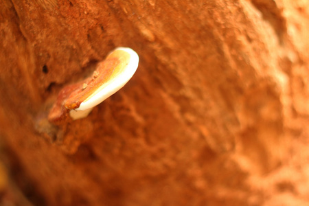 在森林中自然存在的白色蘑菇
