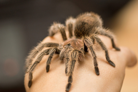 智利玫瑰狼蛛-grammostola 景天照片