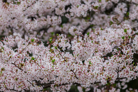 粉红色的花樱花