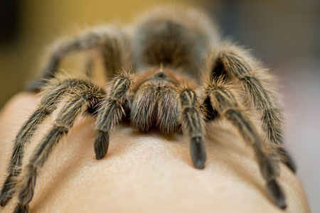 智利玫瑰狼蛛grammostola 景天照片