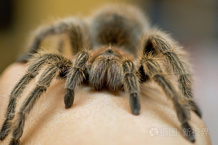 智利玫瑰狼蛛-grammostola 景天