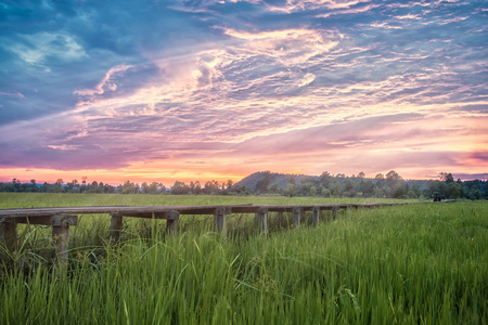 泰国绿色稻田改木桥