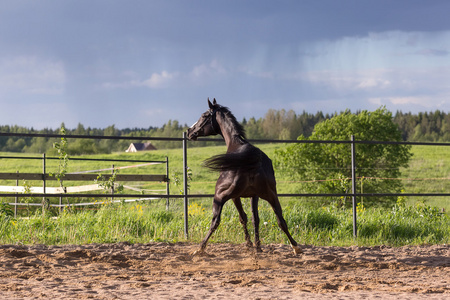琼尼布琼尼马照片