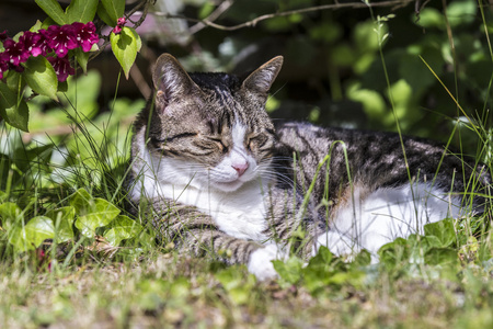 猫躺在草地上