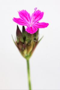 野生紫康乃馨 epilobium