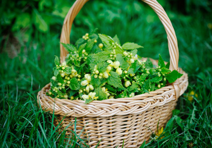 Deadnettle 黄色 Galeobdolon 黄体 在篮子户外