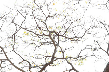 开枝散叶.有机照片