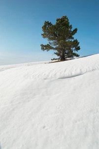 白雪皑皑的冷杉树。