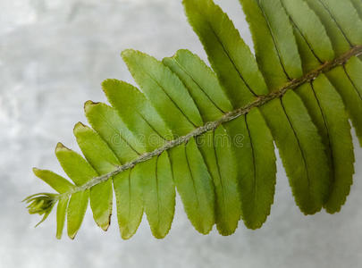 蕨类植物叶子