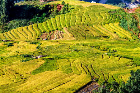 y ty，老挝，越南2014年9月6日收获期的黄金稻田
