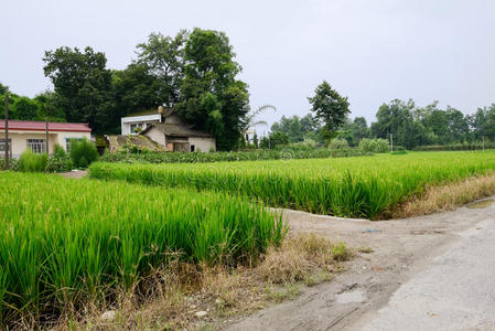 乡间小路边稻田里的农舍