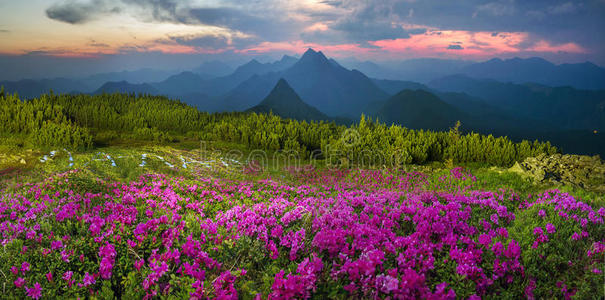 高山上盛开的杜鹃花