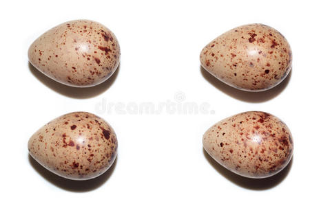 早餐配料鹦鹉孵化图尔杜斯·皮拉里斯,菲尔德费muskovy 鸭关闭苍鹭用