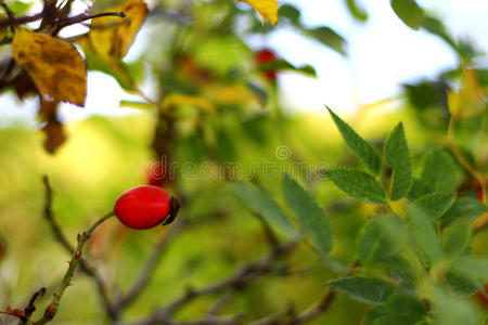 秋天红狗玫瑰树生长