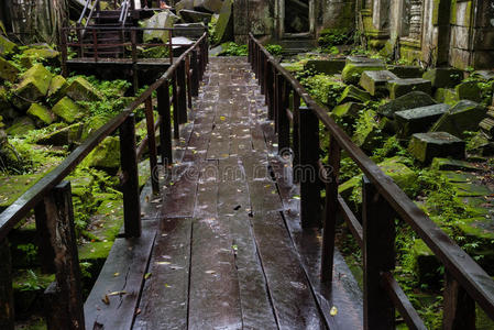 木楼梯通向雨林